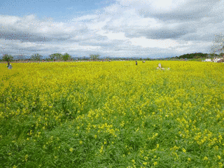かくだ菜の花まつりの画像