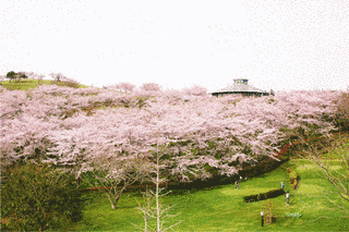 加護坊桜まつりの画像