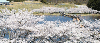 平筒沼ふれあい公園桜まつりの画像