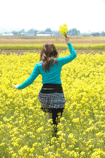 高岡といで菜の花フェスティバルの画像