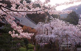 塩野毘沙門堂祭礼の画像