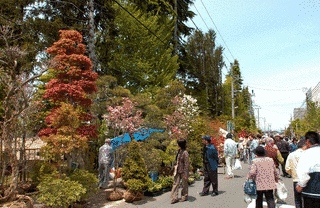 薬師祭植木市の画像