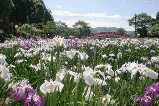 賀茂しょうぶ園の画像