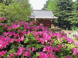 文京つつじまつりの画像
