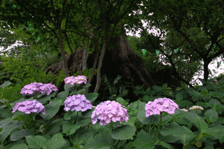 白山まつりの画像
