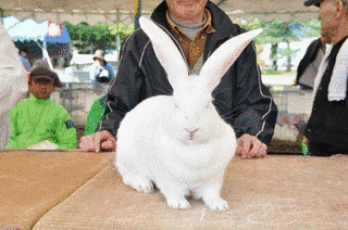 全国ジャンボうさぎフェスティバルの画像