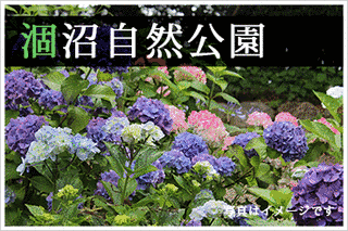 ひぬまあじさいまつりの画像