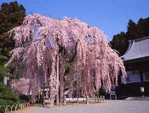 田村寺の画像