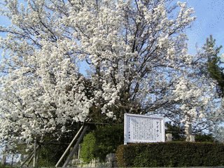 府南寺の画像