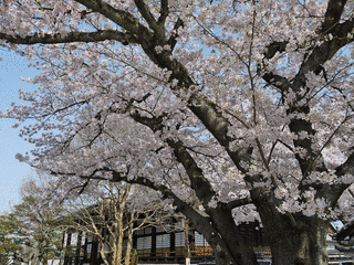 本隆寺の画像