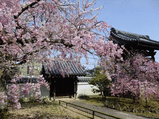 上品蓮台寺の画像