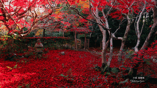 厭離庵の画像