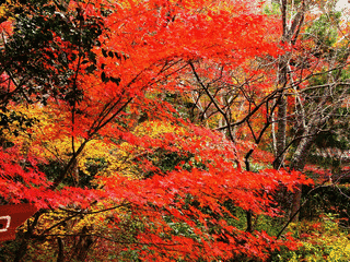 常寂光寺の画像