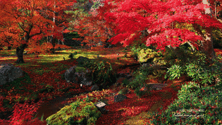宝厳院の画像