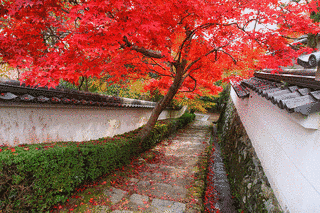勝持寺の画像