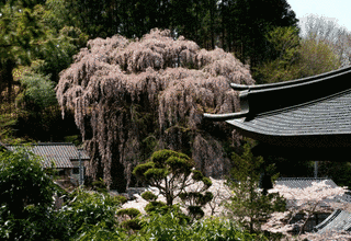 福寿寺の画像