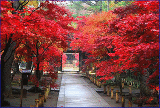 平林寺の画像