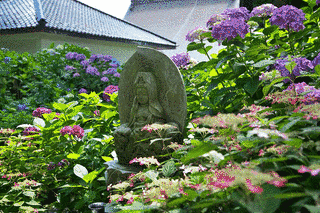 深妙寺の画像