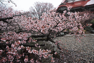 清隆寺の画像