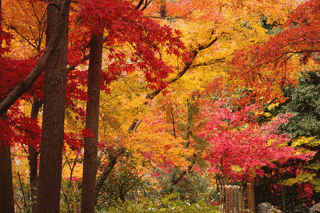本土寺の画像