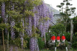 子安地蔵寺の画像