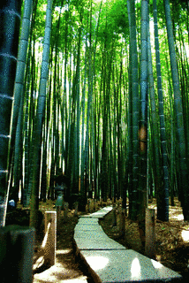 竹寺の画像