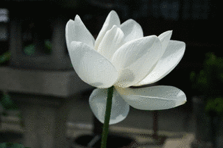 生蓮寺の画像