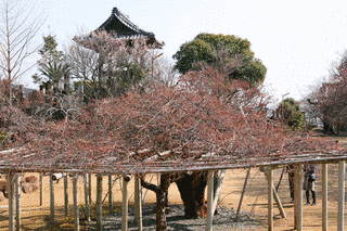 本東寺の画像