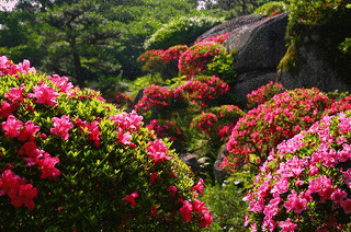 山陽花の寺二十四か寺の画像