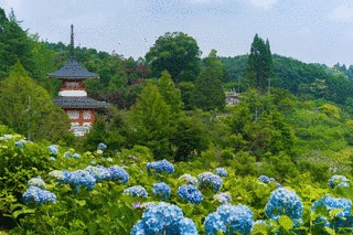 大聖寺の画像