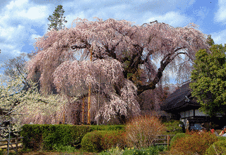 慈雲寺の画像