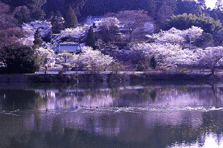 常国寺の画像