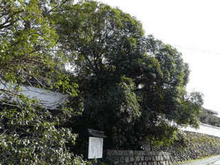 王至森寺の画像