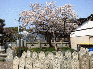 明正寺の画像