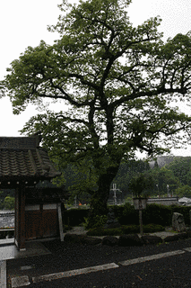 浄顕寺の画像