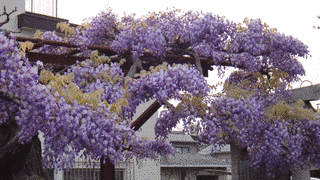 曼陀羅寺の画像