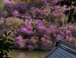 楞厳寺の画像