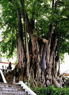 薬照寺の画像
