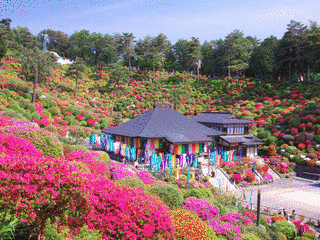 塩船観音寺の画像