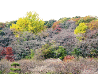 福王寺薬師堂の画像