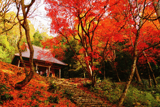 鶏足寺の画像