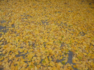永秀寺の画像
