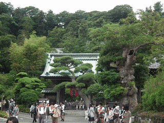 長谷寺の画像