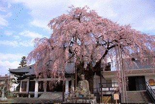 専照寺の画像
