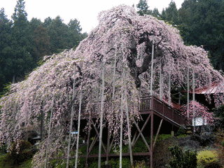 慈徳寺の画像