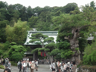 長谷寺の画像