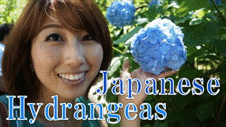 AJISAIの画像