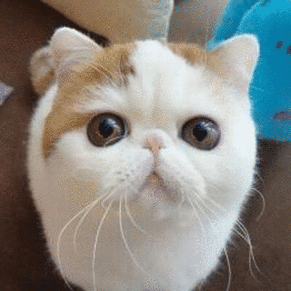 猫の画像
