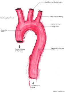 AORTAの画像