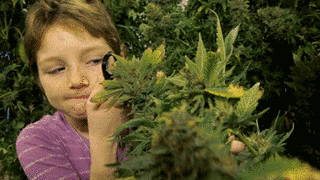 CANNABISの画像